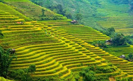 Ảnh của ĐẸP NAO LÒNG HOÀNG SU PHÌ MÙA LÚA CHÍN
